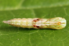 Amblyptilia punctidactyla