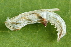 Amblyptilia punctidactyla