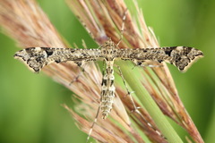 Amblyptilia punctidactyla