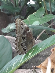 Morpho helenor octavia