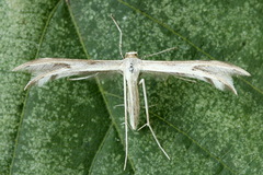 Calyciphora nephelodactyla