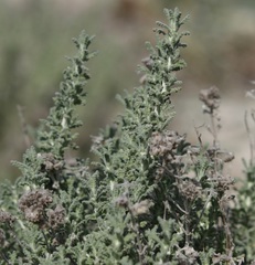 Teucrium dunense