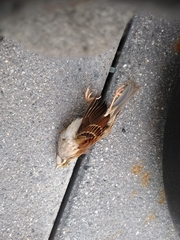 Zonotrichia albicollis