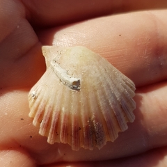 Pecten jacobaeus