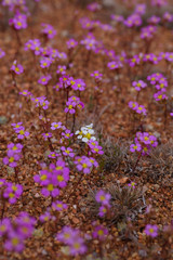 Levenhookia leptantha