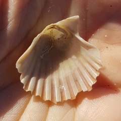 Pecten jacobaeus
