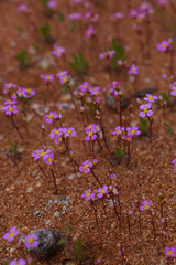 Levenhookia leptantha