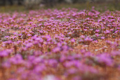 Levenhookia leptantha