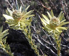 Leucadendron nitidum