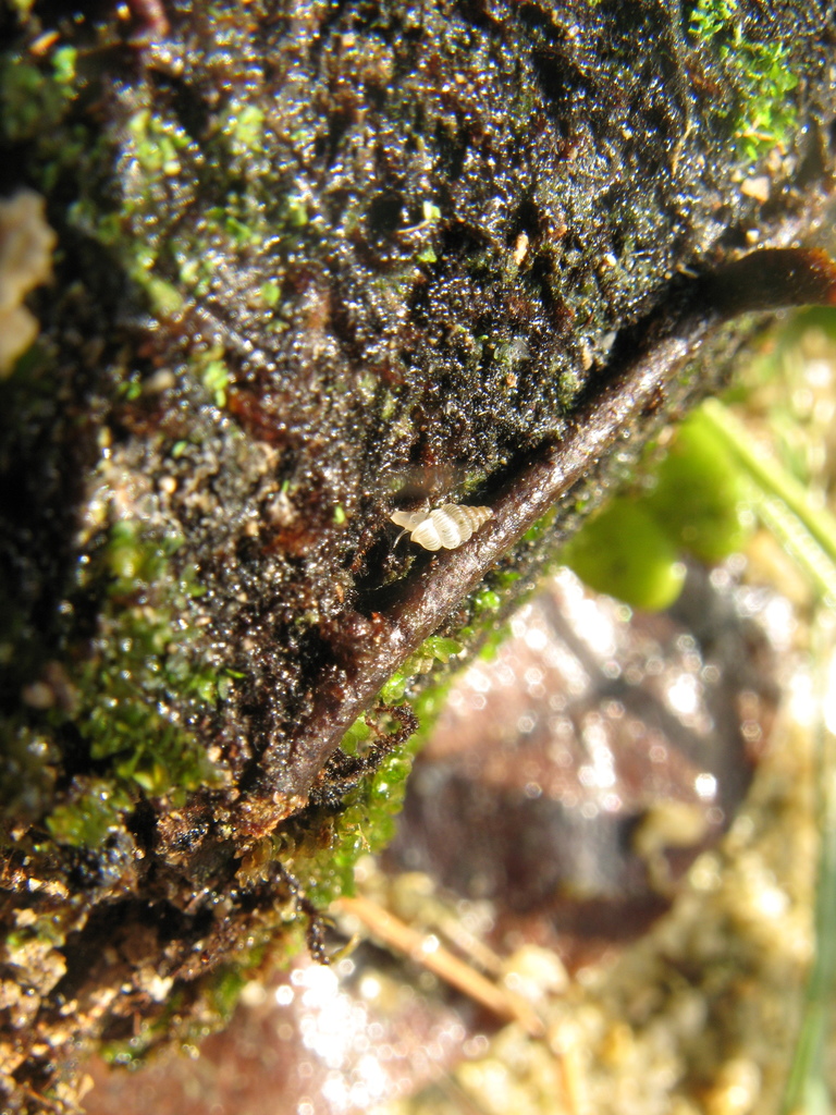 Diplommatina nevilli