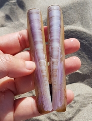 Ensis minor