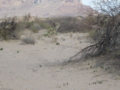 Artemisiospiza nevadensis