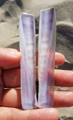 Ensis minor