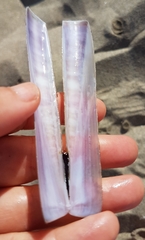 Ensis minor