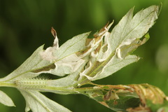 Hellinsia lienigianus