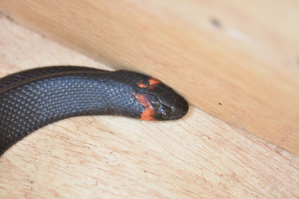 Brazilian Bird Snake