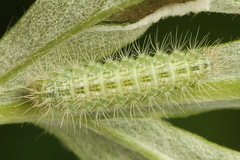 Hellinsia lienigianus