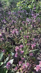 Lamium purpureum