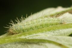 Hellinsia lienigianus