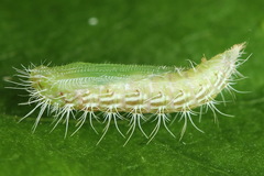 Hellinsia lienigianus