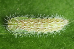 Hellinsia lienigianus