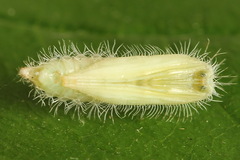 Hellinsia lienigianus