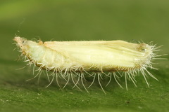 Hellinsia lienigianus