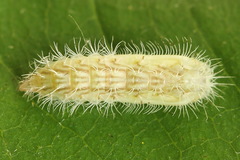 Hellinsia lienigianus