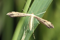 Hellinsia lienigianus