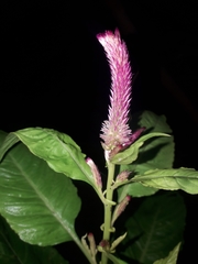 Celosia argentea