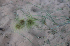 Spinifex longifolius
