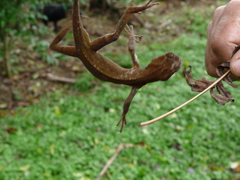 Enyalius