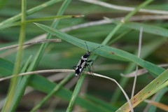 Raglius confusus