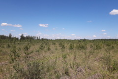 Hellinsia tephradactyla