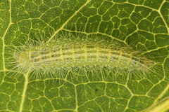 Hellinsia tephradactyla