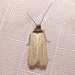 Ambrosia Seed Moth - Photo (c) Russell Pfau, some rights reserved (CC BY-NC), uploaded by Russell Pfau