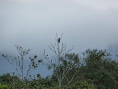 Ramphastos dicolorus