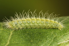 Hellinsia tephradactyla