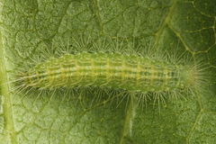 Hellinsia tephradactyla