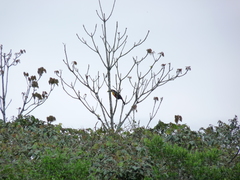 Ramphastos dicolorus