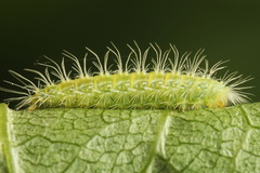 Hellinsia tephradactyla