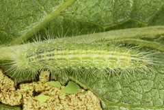 Hellinsia tephradactyla