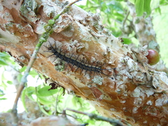 Lepidoptera