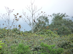 Ramphastos dicolorus