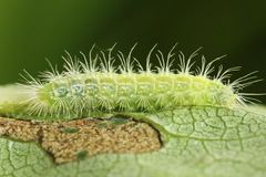 Hellinsia tephradactyla