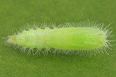 Hellinsia tephradactyla