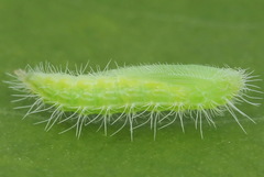 Hellinsia tephradactyla