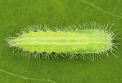 Hellinsia tephradactyla