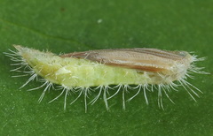 Hellinsia tephradactyla