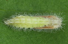 Hellinsia tephradactyla